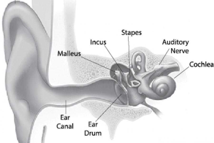 Head & Neck Institute | Temple Health